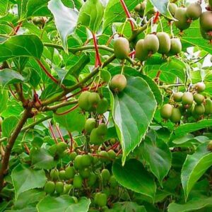 Actinidia arguta  - Mini-Kiwi (auto-fértil), Mini Kiwi Resistente 'Issai'