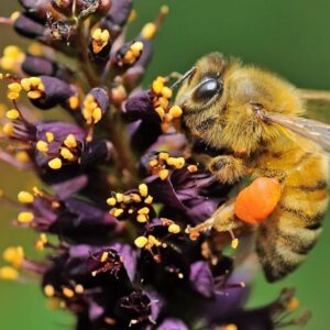 Amorpha Fruticosa - Falso indigo, falso indigo do deserto, indigo bush