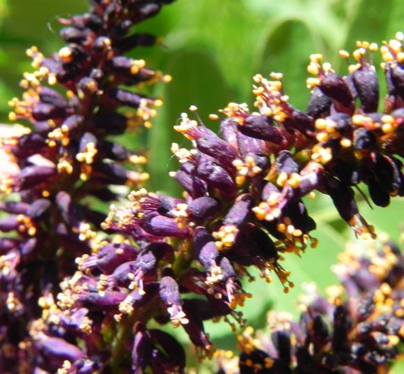 Amorpha Fruticosa - Falso indigo, falso indigo do deserto, indigo bush - Imagem 2