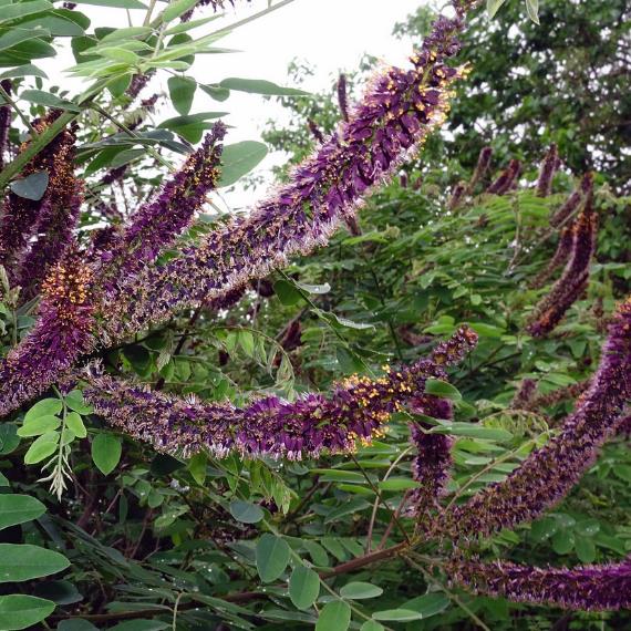 Amorpha Fruticosa - Falso indigo, falso indigo do deserto, indigo bush - Imagem 3