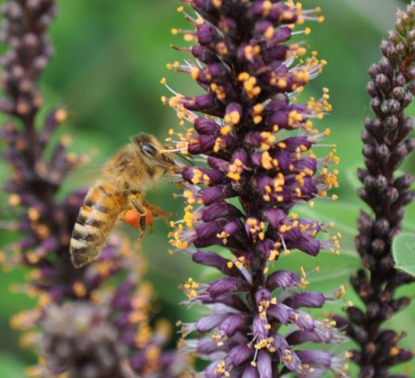 Amorpha Fruticosa - Falso indigo, falso indigo do deserto, indigo bush - Imagem 5
