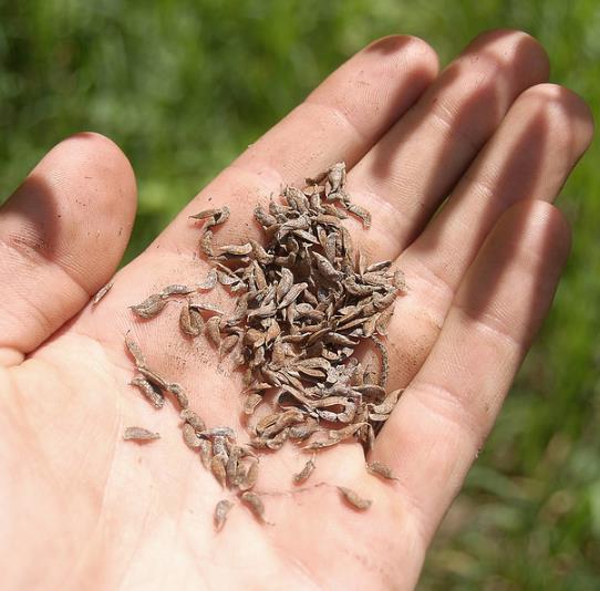 Amorpha Fruticosa - Falso indigo, falso indigo do deserto, indigo bush - Imagem 8