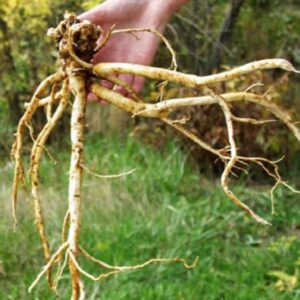 Astragalus membranaceus (Astragalus propinquus) - Erva da Longevidade, Astrágalo, Huang chi, Chinese milk-vetch