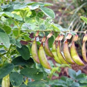 Astragalus schelkovnikovii - Erva da Longevidade, Astragalo Armênio, Locoweed