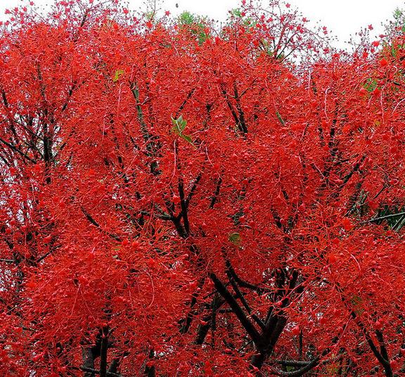 Brachychiton acerifolius - Árvore em Chamas, Árvore do Fogo, Kurrajong, Illawarra Flame Tree