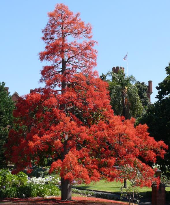 Brachychiton acerifolius - Árvore em Chamas, Árvore do Fogo, Kurrajong, Illawarra Flame Tree - Imagem 2