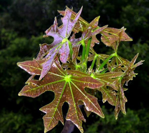 Brachychiton acerifolius - Árvore em Chamas, Árvore do Fogo, Kurrajong, Illawarra Flame Tree - Imagem 3