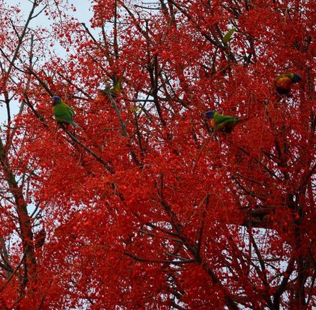Brachychiton acerifolius - Árvore em Chamas, Árvore do Fogo, Kurrajong, Illawarra Flame Tree - Imagem 4