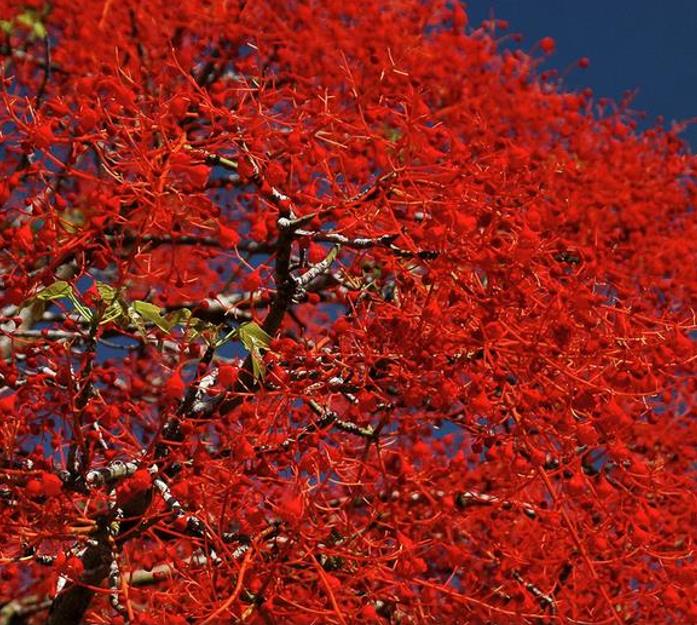 Brachychiton acerifolius - Árvore em Chamas, Árvore do Fogo, Kurrajong, Illawarra Flame Tree - Imagem 5