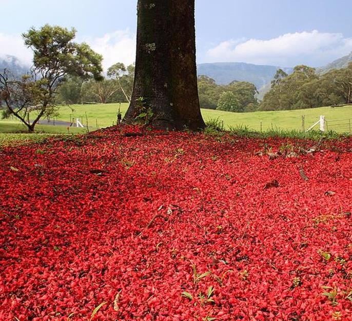 Brachychiton acerifolius - Árvore em Chamas, Árvore do Fogo, Kurrajong, Illawarra Flame Tree - Imagem 7