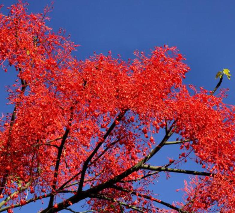 Brachychiton acerifolius - Árvore em Chamas, Árvore do Fogo, Kurrajong, Illawarra Flame Tree - Imagem 8