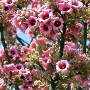 Brachychiton discolor - Árvore de Fogo Rosa, Kurrajong Rosa, Pink Flame Tree, Pink Kurrajong, Lacebark