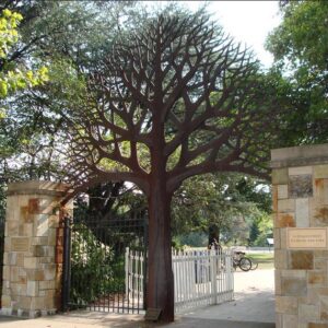 Carpinus caroliniana - Carpinus Americana, American Hornbeam, Pau ferro, Ironwood, Blue beech
