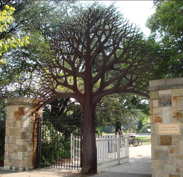 Carpinus caroliniana - Carpinus Americana, American Hornbeam, Pau ferro, Ironwood, Blue beech
