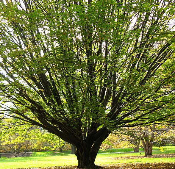 Carpinus caroliniana - Carpinus Americana, American Hornbeam, Pau ferro, Ironwood, Blue beech - Imagem 2