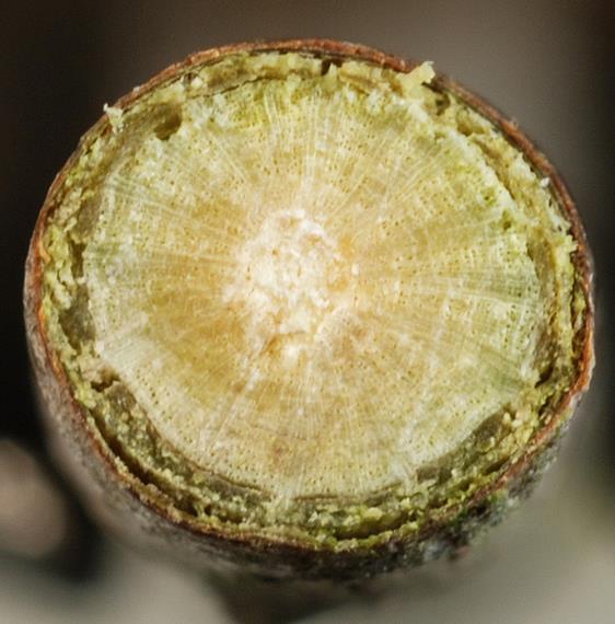 Carpinus caroliniana - Carpinus Americana, American Hornbeam, Pau ferro, Ironwood, Blue beech - Imagem 3