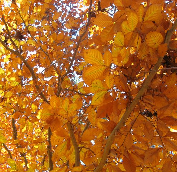 Carpinus caroliniana - Carpinus Americana, American Hornbeam, Pau ferro, Ironwood, Blue beech - Imagem 4