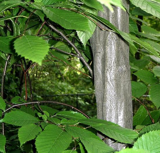 Carpinus caroliniana - Carpinus Americana, American Hornbeam, Pau ferro, Ironwood, Blue beech - Imagem 5