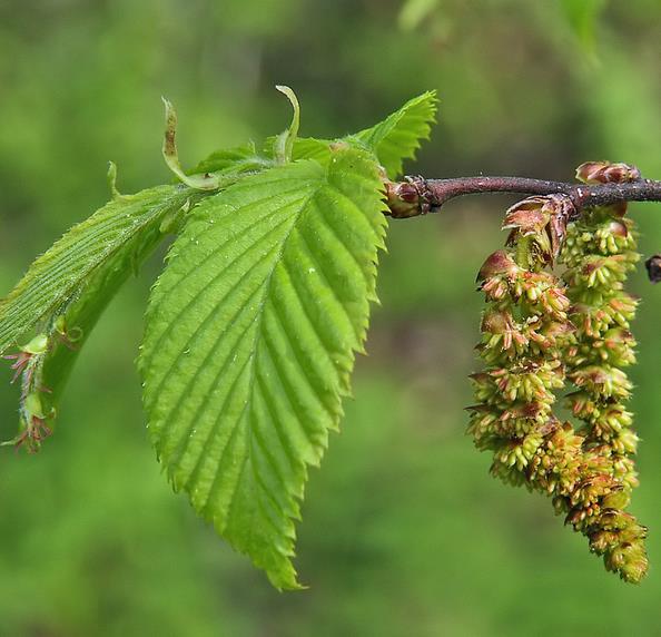 Carpinus caroliniana - Carpinus Americana, American Hornbeam, Pau ferro, Ironwood, Blue beech - Imagem 6