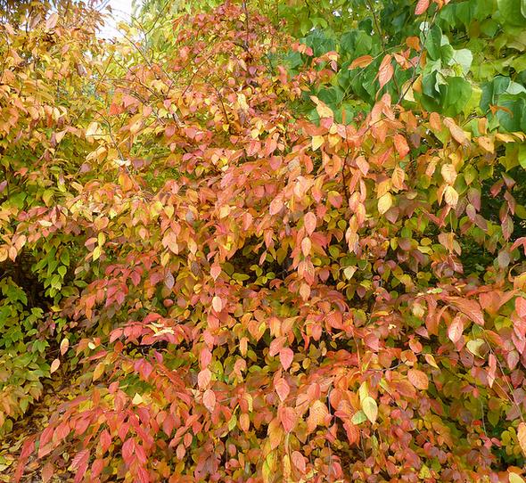 Carpinus caroliniana - Carpinus Americana, American Hornbeam, Pau ferro, Ironwood, Blue beech - Imagem 7