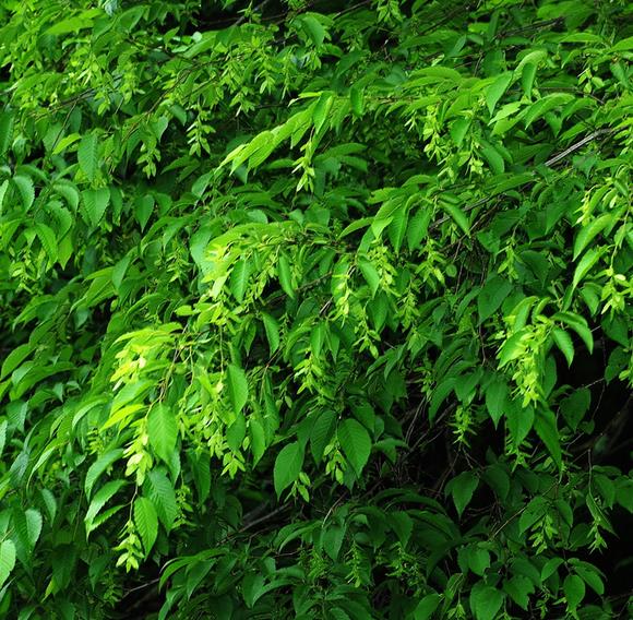 Carpinus caroliniana - Carpinus Americana, American Hornbeam, Pau ferro, Ironwood, Blue beech - Imagem 8