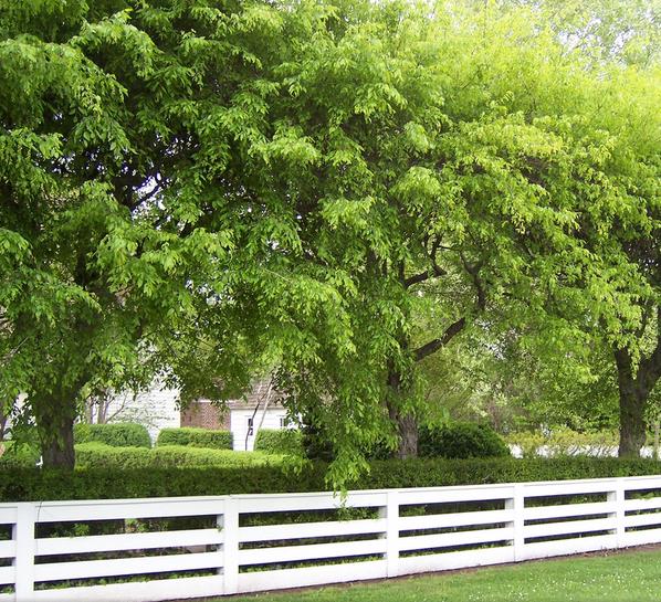 Carpinus caroliniana - Carpinus Americana, American Hornbeam, Pau ferro, Ironwood, Blue beech - Imagem 9