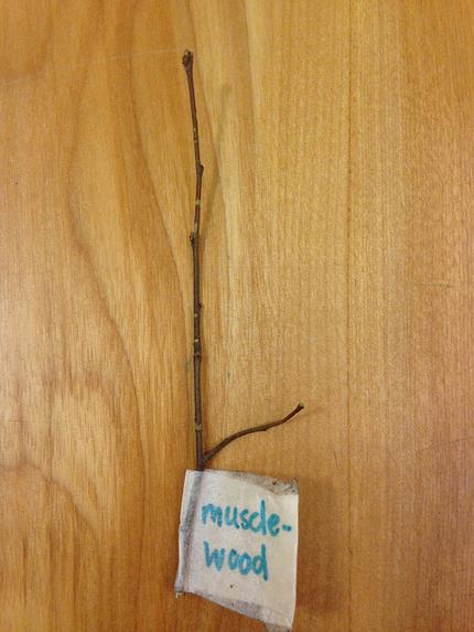 Carpinus caroliniana - Carpinus Americana, American Hornbeam, Pau ferro, Ironwood, Blue beech - Imagem 10