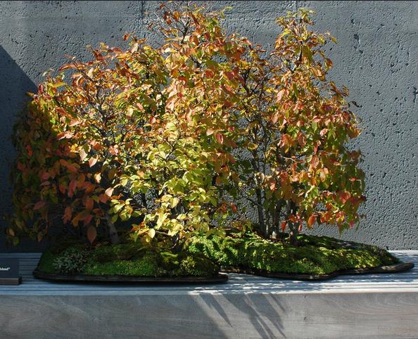 Carpinus caroliniana - Carpinus Americana, American Hornbeam, Pau ferro, Ironwood, Blue beech - Imagem 11