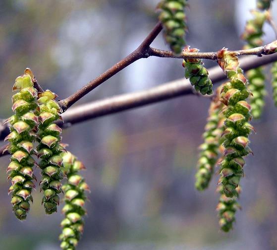 Carpinus caroliniana - Carpinus Americana, American Hornbeam, Pau ferro, Ironwood, Blue beech - Imagem 12
