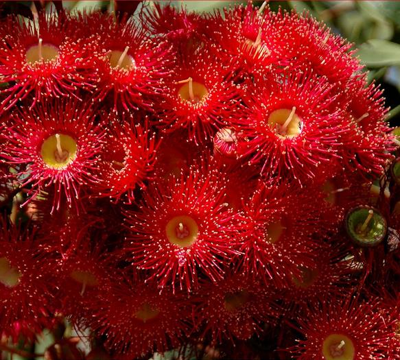 Corymbia ficifolia (Eucalyptus ficifolia x Calophylla) - Eucalipto goma de florescência vermelha