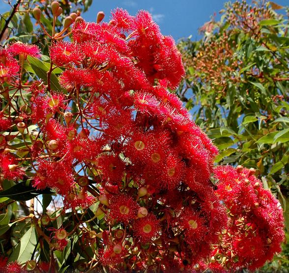Corymbia ficifolia (Eucalyptus ficifolia x Calophylla) - Eucalipto goma de florescência vermelha - Imagem 2