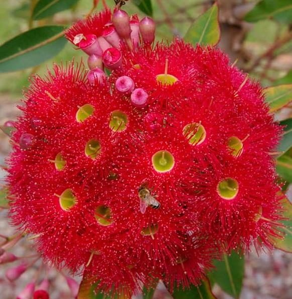 Corymbia ficifolia (Eucalyptus ficifolia x Calophylla) - Eucalipto goma de florescência vermelha - Imagem 3
