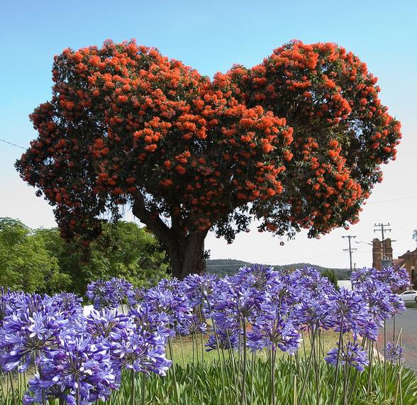 Corymbia ficifolia (Eucalyptus ficifolia x Calophylla) - Eucalipto goma de florescência vermelha - Imagem 4