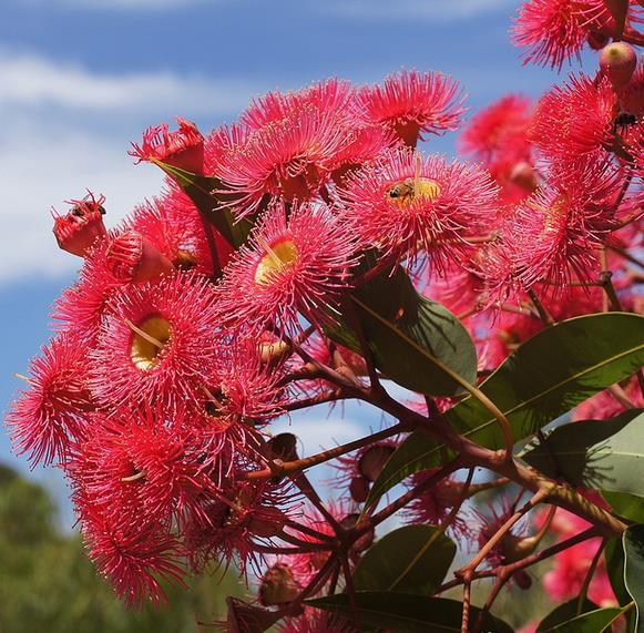 Corymbia ficifolia (Eucalyptus ficifolia x Calophylla) - Eucalipto goma de florescência vermelha - Imagem 5