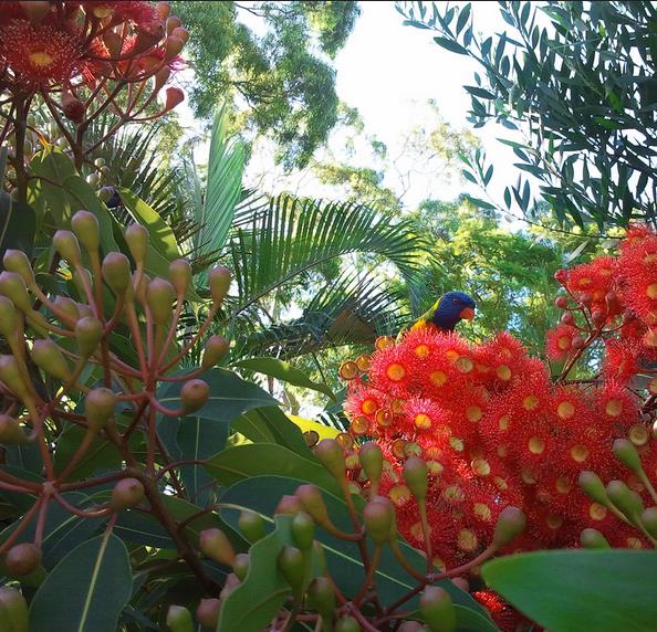 Corymbia ficifolia (Eucalyptus ficifolia x Calophylla) - Eucalipto goma de florescência vermelha - Imagem 6
