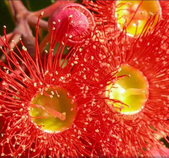 Corymbia ficifolia (Eucalyptus ficifolia x Calophylla) - Eucalipto goma de florescência vermelha - Imagem 7