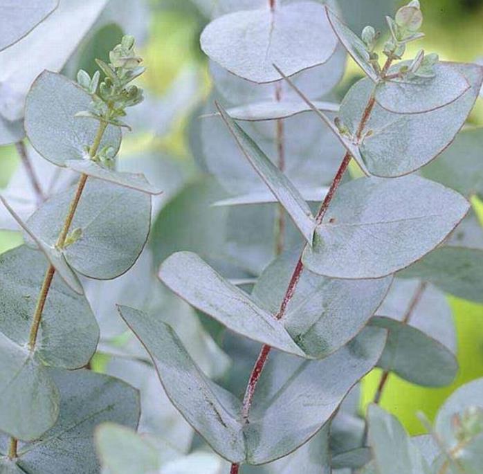 Corymbia gunnii - Eucalipto Goma de Cidra, Eucalipto Maple Syrup, Eucalipto Xarope de Bordo - Imagem 2