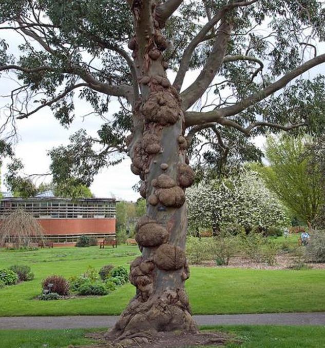 Corymbia gunnii - Eucalipto Goma de Cidra, Eucalipto Maple Syrup, Eucalipto Xarope de Bordo - Imagem 3