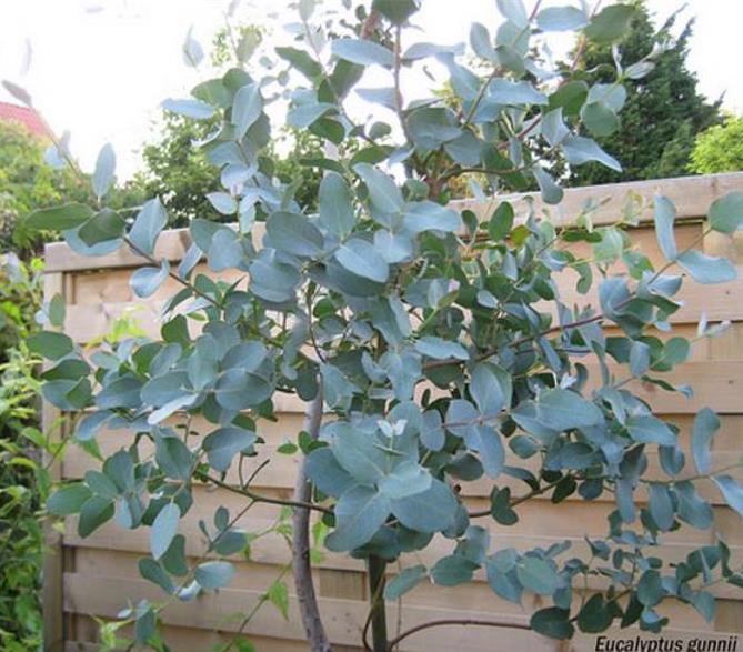 Corymbia gunnii - Eucalipto Goma de Cidra, Eucalipto Maple Syrup, Eucalipto Xarope de Bordo - Imagem 5