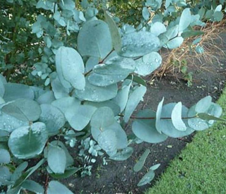 Corymbia gunnii - Eucalipto Goma de Cidra, Eucalipto Maple Syrup, Eucalipto Xarope de Bordo - Imagem 6