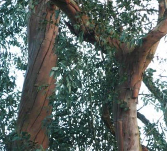 Corymbia gunnii - Eucalipto Goma de Cidra, Eucalipto Maple Syrup, Eucalipto Xarope de Bordo - Imagem 7