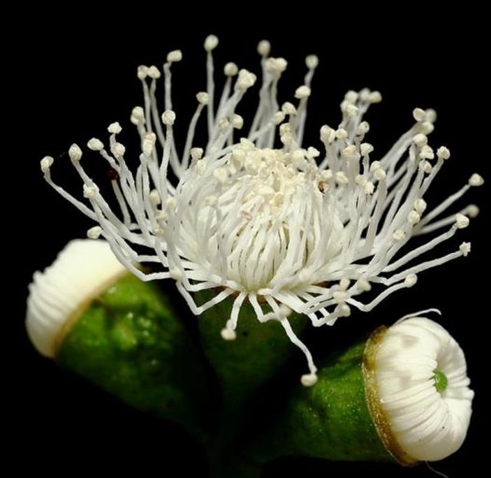 Corymbia gunnii - Eucalipto Goma de Cidra, Eucalipto Maple Syrup, Eucalipto Xarope de Bordo - Imagem 8