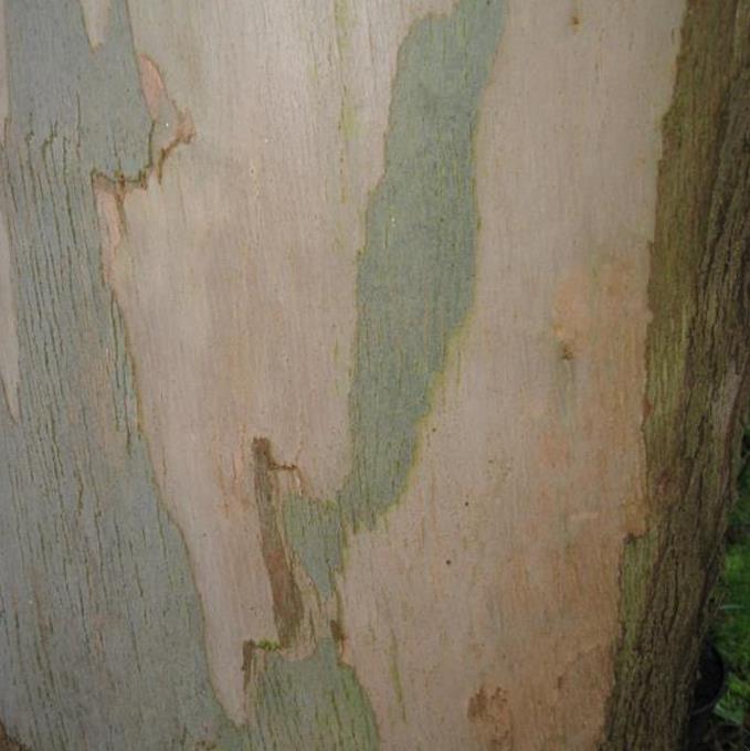 Corymbia gunnii - Eucalipto Goma de Cidra, Eucalipto Maple Syrup, Eucalipto Xarope de Bordo - Imagem 9