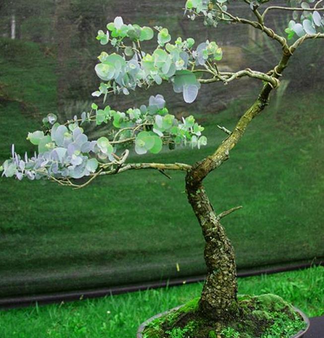 Corymbia gunnii - Eucalipto Goma de Cidra, Eucalipto Maple Syrup, Eucalipto Xarope de Bordo - Imagem 10