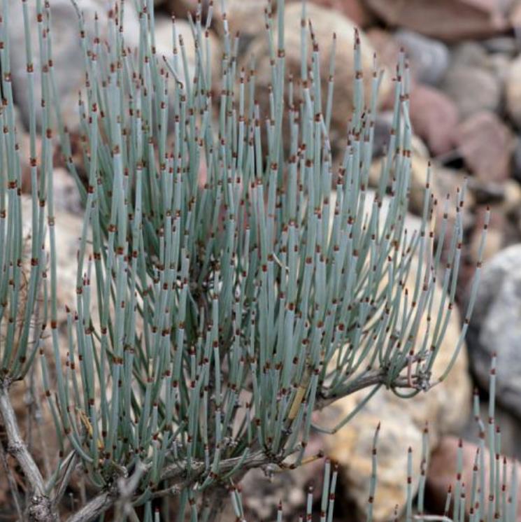 Ephedra intermedia - Chá Mórmon Azul, Blue Jointfir, Mormon Tea, Chá Brigham, Zhong Mahuang, Efedra