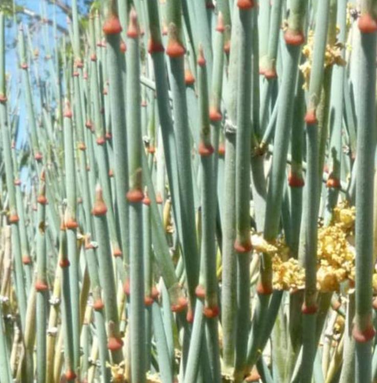 Ephedra intermedia - Chá Mórmon Azul, Blue Jointfir, Mormon Tea, Chá Brigham, Zhong Mahuang, Efedra - Imagem 2