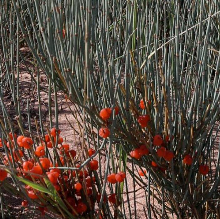 Ephedra intermedia - Chá Mórmon Azul, Blue Jointfir, Mormon Tea, Chá Brigham, Zhong Mahuang, Efedra - Imagem 3