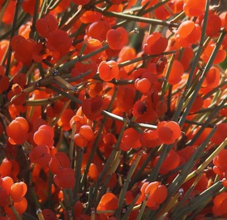 Ephedra intermedia - Chá Mórmon Azul, Blue Jointfir, Mormon Tea, Chá Brigham, Zhong Mahuang, Efedra - Imagem 4