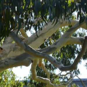 Eucalyptus aggregata - Eucalipto Goma Preta, Black Gum Eucalyptus