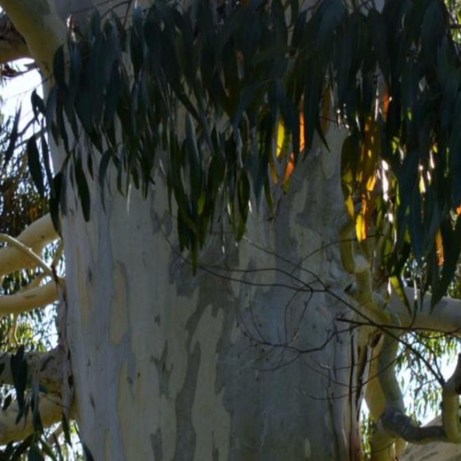 Eucalyptus aggregata - Eucalipto Goma Preta, Black Gum Eucalyptus - Imagem 2